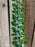 Alluaudia procera pt14 (20cm)