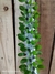 Alluaudia procera pt14 (35cm) na internet