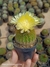 Parodia claviceps
