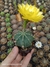 Echinocereus subinermis - Cactos Azulão