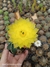 Echinocereus subinermis