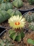 Astrophytum capricorne var. aureum