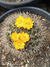 Weingartia multispina pt07 - comprar online