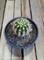 Echinopsis huascha var grandiflora pt14 na internet