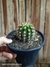 Echinopsis huascha var grandiflora pt14 - comprar online
