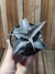 Dyckia marnier-lapostollei pt11 - comprar online