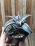 Dyckia marnier-lapostollei pt11 na internet