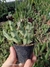 Orbea decaisneana ssp. hesperidum - comprar online