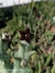 Orbea decaisneana ssp. hesperidum