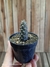 Tephrocactus articulatus var inermis pt07