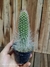 Espostoa blossfeldiorum pt09 10cm alt
