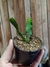 Euphorbia stellata pt09 - comprar online