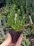 Orbea semota var lutea - comprar online