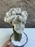 Parodia scopa cristata 'matriz' pt15 enxerto - comprar online