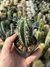Stetsonia coryne - comprar online