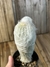 Espostoa melanostele inermis pt09