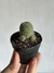 Rebutia heliosa var teresae - comprar online