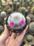 Mammillaria laui f. dasyacantha na internet