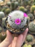Mammillaria laui f. dasyacantha - comprar online