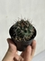 Gymnocalycium neuhuberi na internet