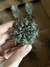 Gymnocalycium baldianum - comprar online