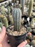 Cipocereus bradei