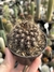 Eriosyce villosa pt09 - comprar online