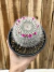 Mammillaria hahniana pt14 - comprar online