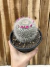 Mammillaria hahniana pt14 na internet