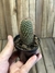 Rebutia fulviseta - comprar online