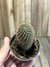 Rebutia fulviseta