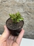 Euphorbia wakefieldii