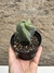 Stenocereus pruinosus spiralis pt11 na internet