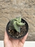 Stenocereus pruinosus spiralis pt11 - comprar online