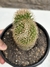 Mammillaria backebergiana pt14 - cristatando - comprar online