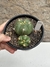 Gymnocalycium horstii matriz pt14 - comprar online