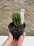 Euphorbia polygona pt07 - comprar online