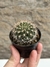 Weingartia multispina pt07 - Cactos Azulão