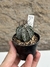 AStrophytum capricorne var niveum pt07 - comprar online