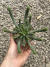 Euphorbia inermis pt09 - comprar online