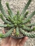 Euphorbia inermis pt09