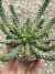 Euphorbia inermis pt09