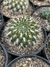 Weingartia multispina pt11 - comprar online