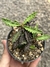 Euphorbia decaryii pt09 - comprar online