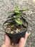 Euphorbia decaryii pt09 na internet