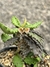 Euphorbia decaryii pt09