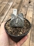 Astrophytum myriostigma especial pt11 - Cactos Azulão