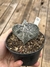 Astrophytum myriostigma especial pt11 - comprar online