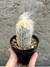 Espostoa huanucoensis pt09