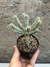 Euphorbia mammillaris variegata pt11 - comprar online